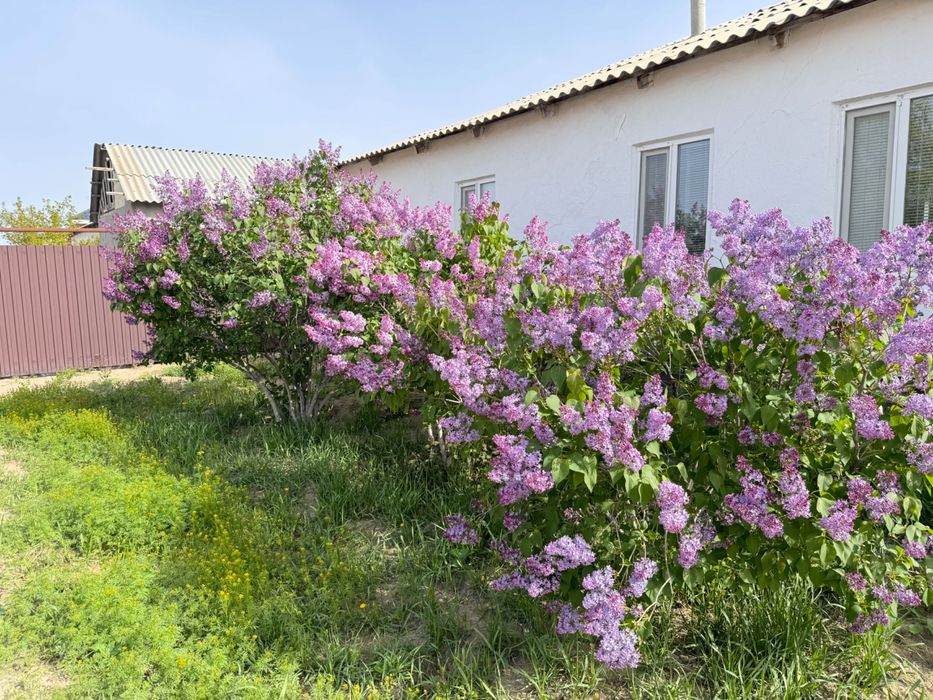 Сирень гүл исі күшті