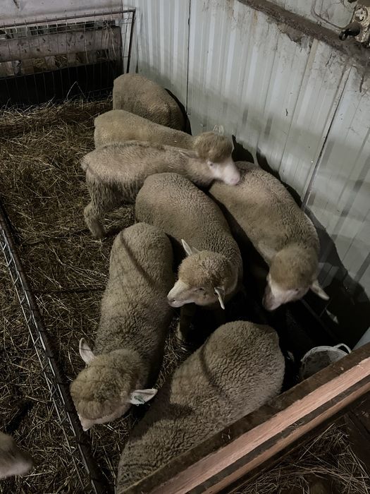 Berbeci rasă de carne île de france