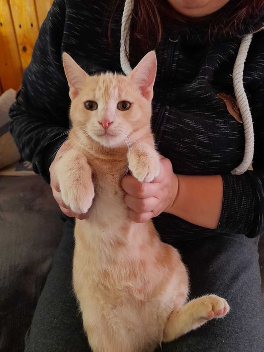 Котенца от Каварна тирсят дом