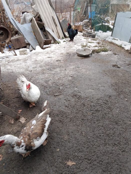 Продаются индоутки