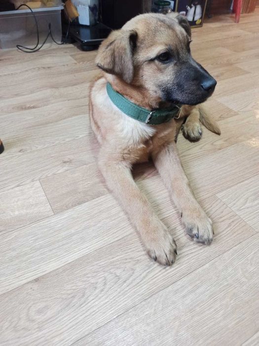 Отдам щенка в добрые руки