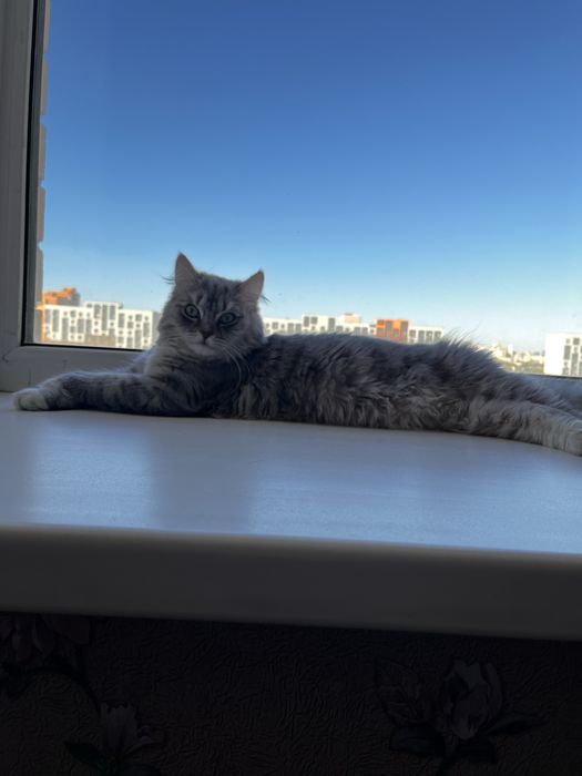 Кошка бесплатно ..