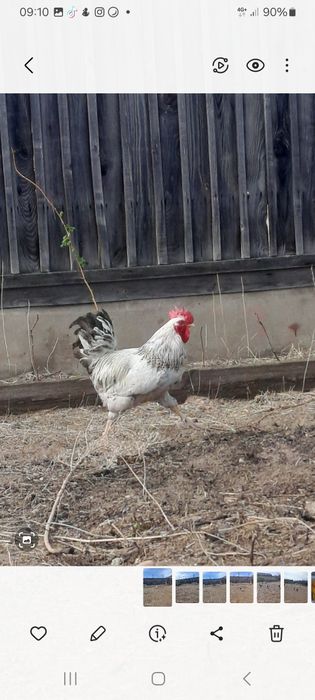 Әтештер сатылады