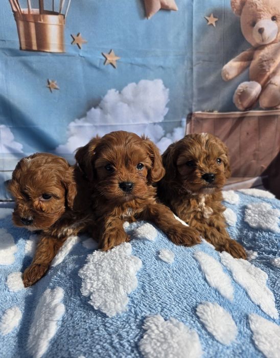 Кавапу момчета /Cavapoo