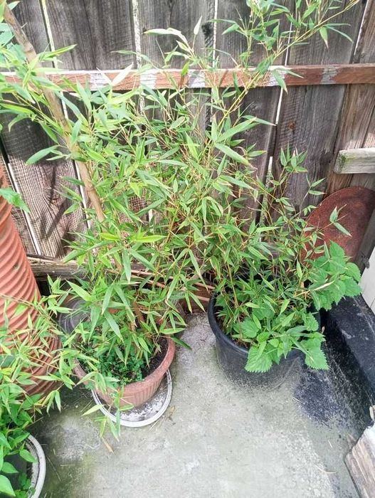 Bambusi puieti verzi crestere rapida