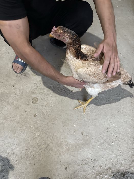 Сотилади мокиен корея шамо