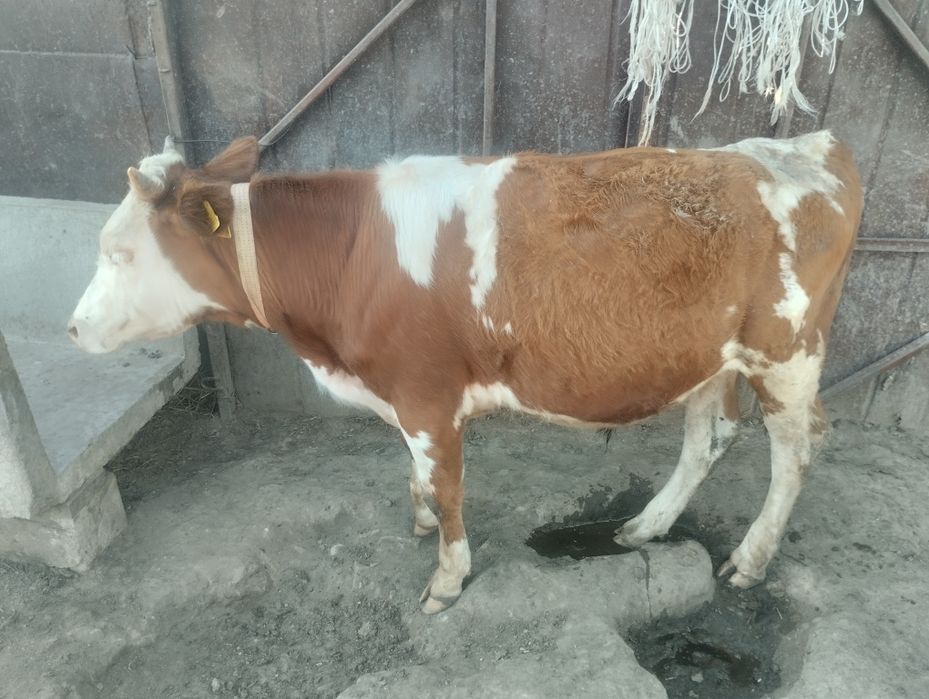 Продам бычки годавалые