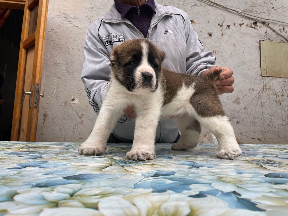 Щенок Туркменского Алабая ( Чистокровный )