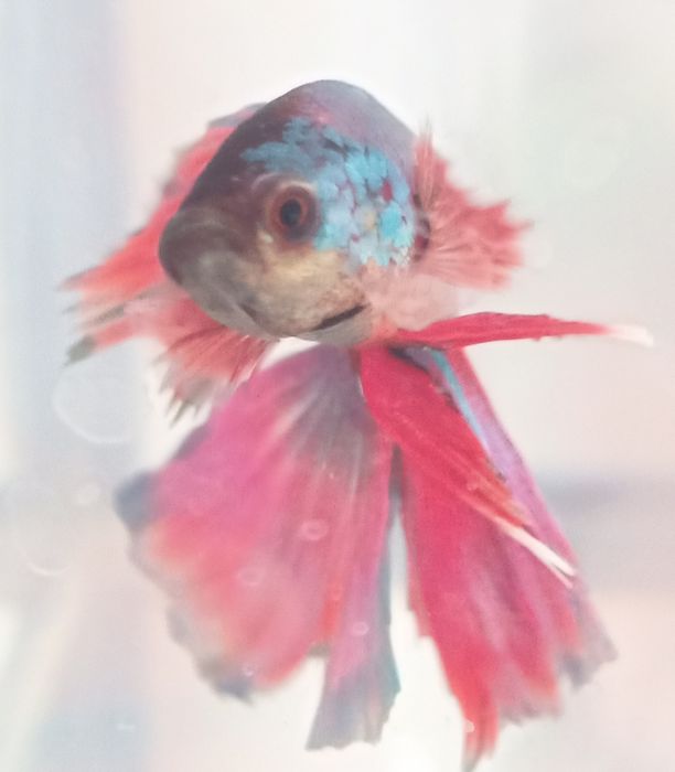 Аквариум на 12 литров