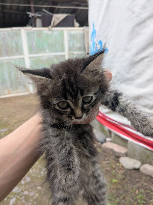 Отдам котят в добрые руки