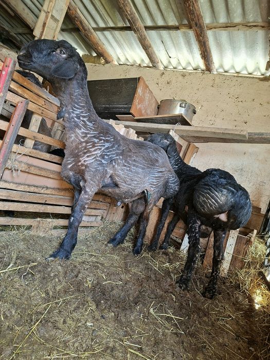 Бараны продам здоровые