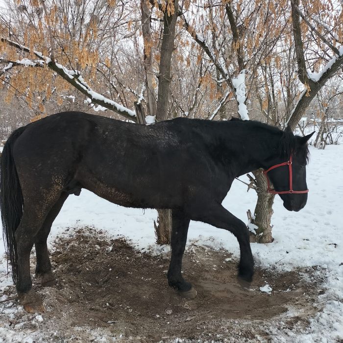Айгыр, порода Карабайыр