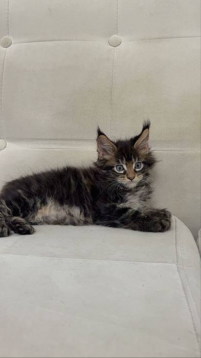 Котята Maine Coon от титулованных родителей. Цена от 650 до 1200 $