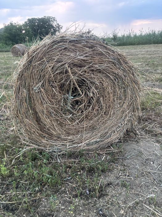 Vând baloți de lucerna