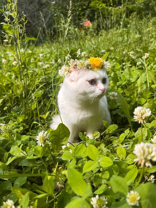 Шотландский вислоухий котик (Скоттиш-фолд), 8 месяцев. С документами