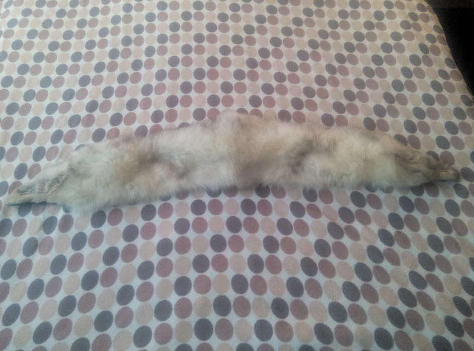 Vand guler haina Vulpe