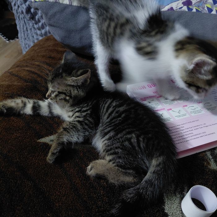 Продам котят 3 девочки