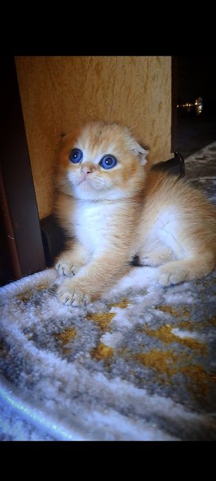 Котята от правильной вязки