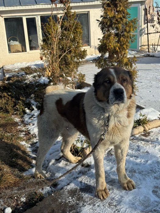 Тяж Тобет ит сатылады