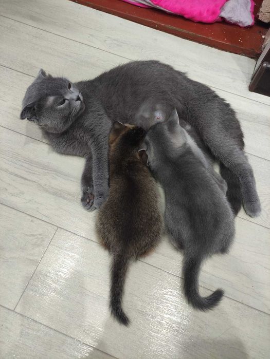 Шотландские котята