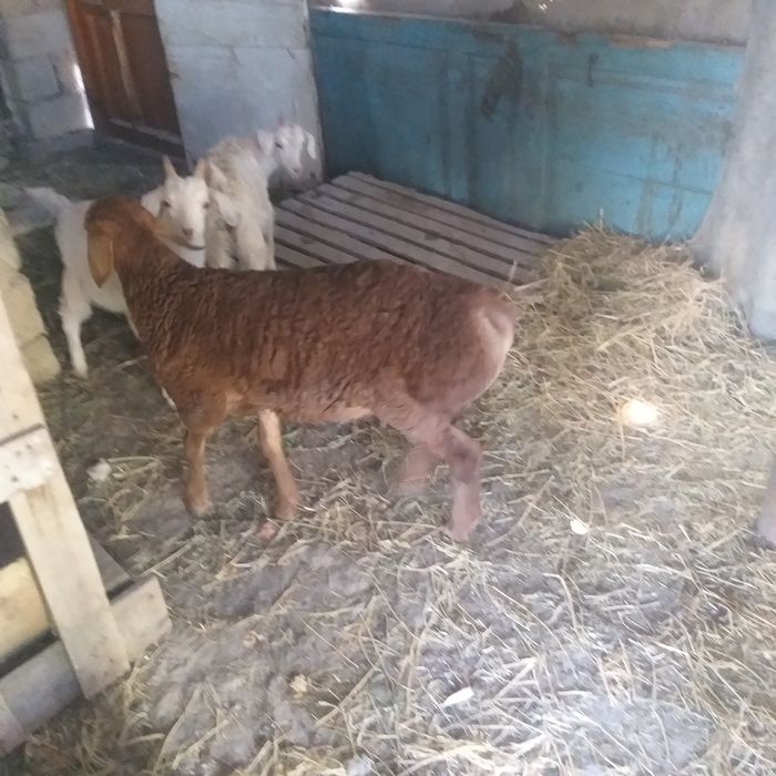 Баран с ягненкам