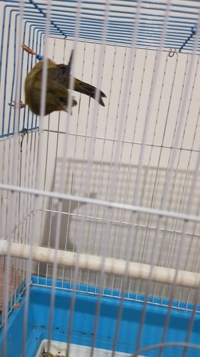 Хар хил турдаги канарейкалар бор шу номер оркали саволлар жав