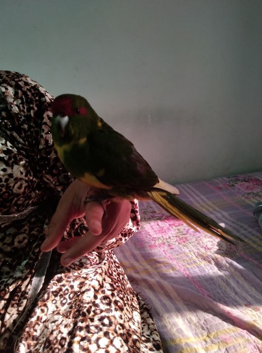 Qushlarni ruchnoy qilib beraman