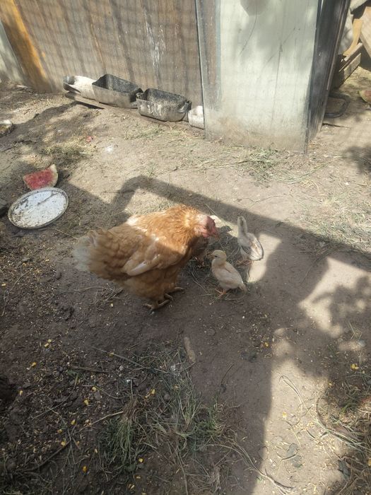 Продам курей со цыплятами