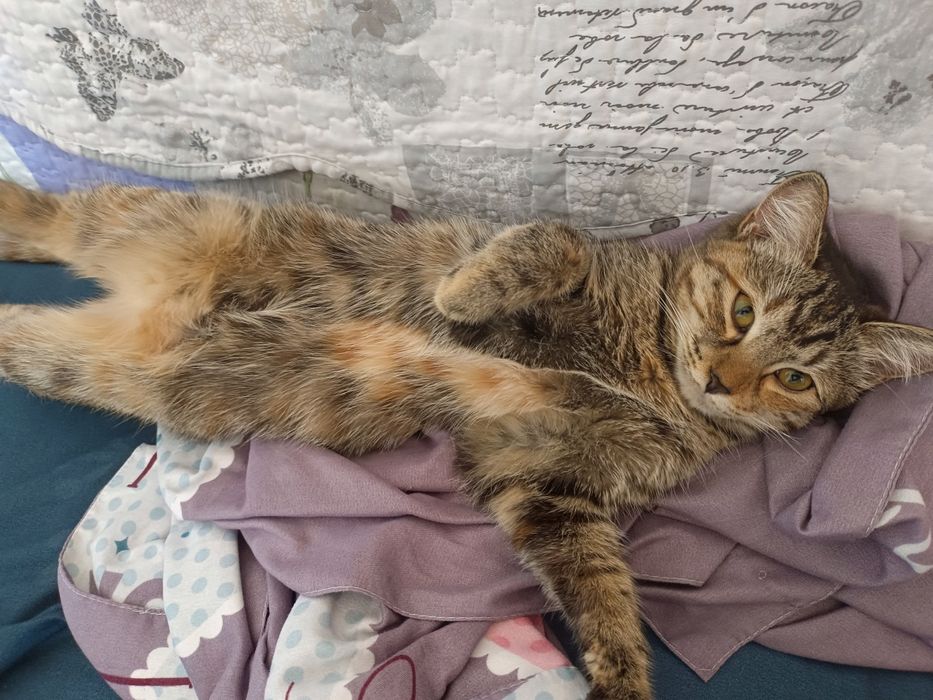 Отдам кошку в добрые руки