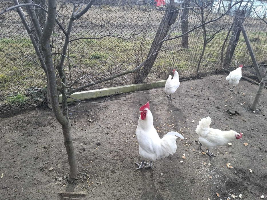 Vand oua de LaBresse pentru incubat