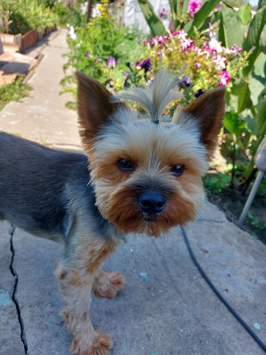 Пропала собака йоркширский терьер! Нашедшего просьба вернуть за вознаг