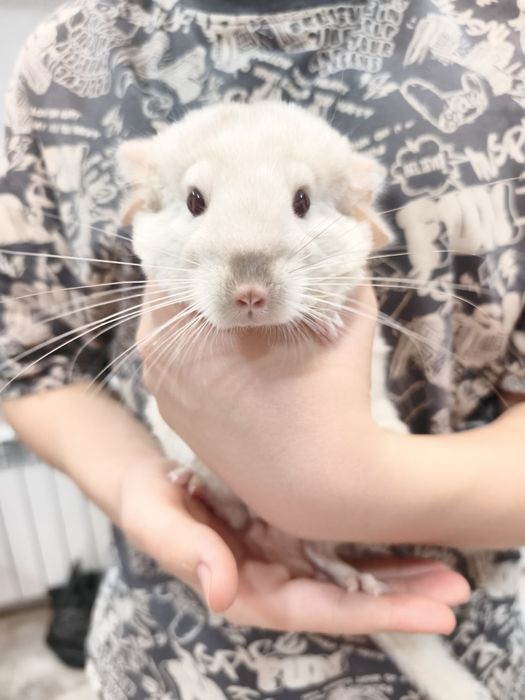 Продам   шиншилл