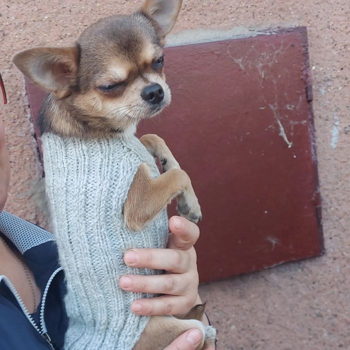 Продам Жилетки для Собак и Кошек