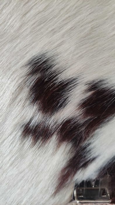 Швейцарска кожена раница с капак от кравешка кожа