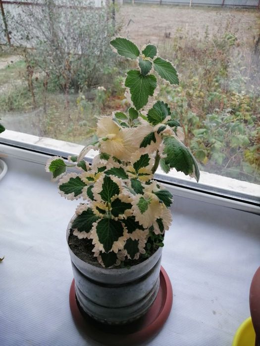 Продам комнатные цветы