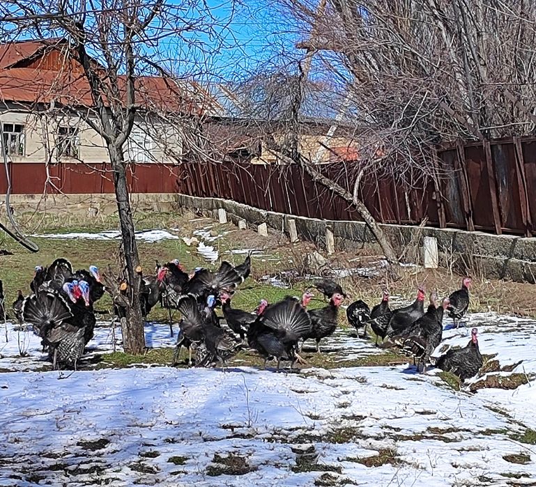 Индюки индюшки продаются