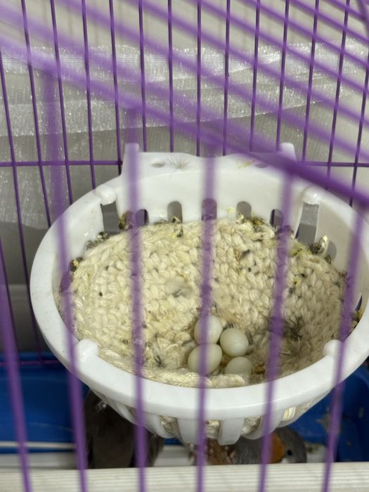 Продам зебровые амадины