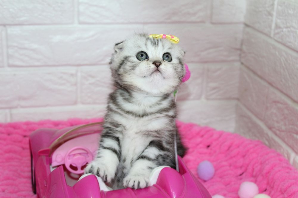 Шотландские котята^^