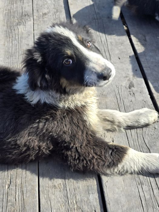 Собака молодая 4х месячная во двор