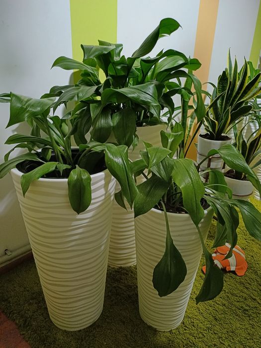 Алоэ вера фикус пестрый