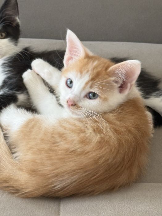 Отдадим котят в добрые руки.