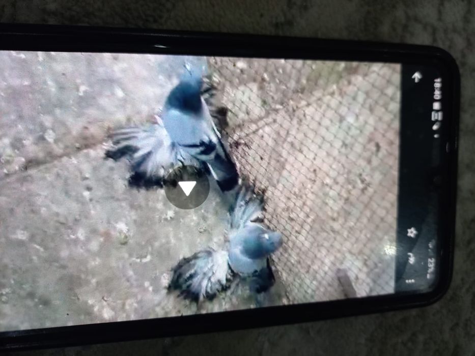 Продаи кавказский перси