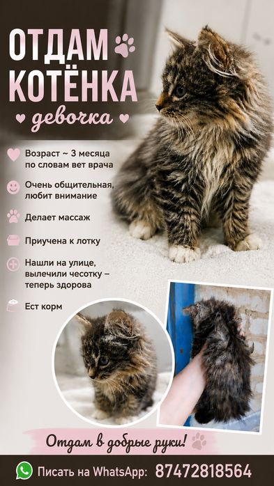 Отдам котенка девочку