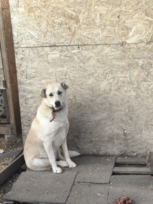 Собачка в хорошие руки