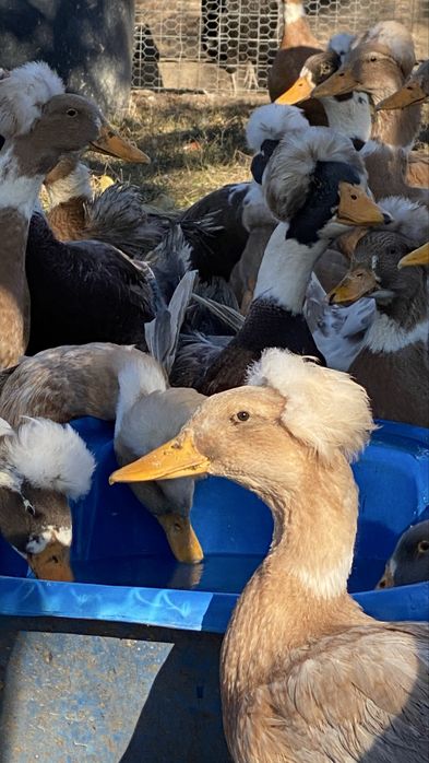 Rate motate ………….