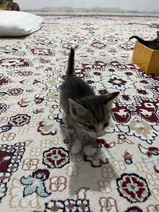 Кошки, котята, кот