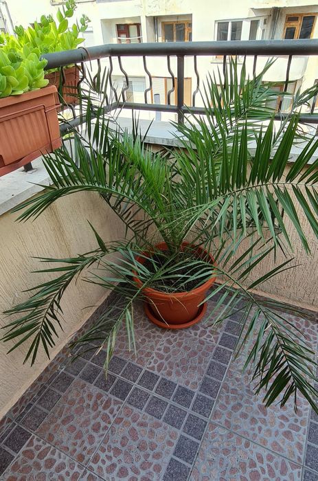 палма., многогодишна, Бенджамин