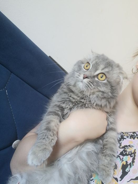 Мушук сотилади скотиш фолд