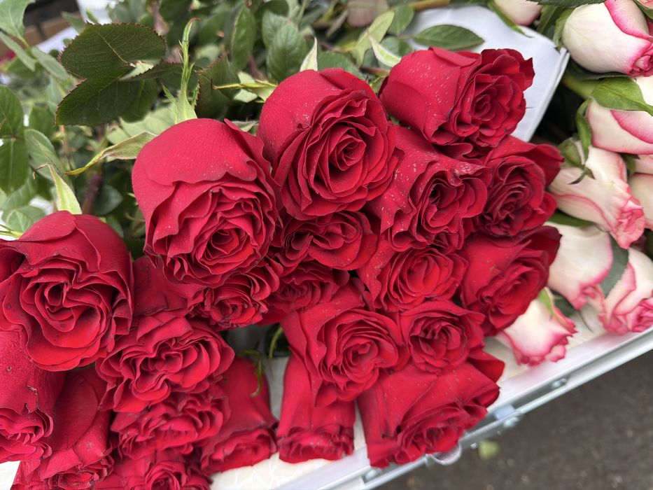 Розы по 600 тенге