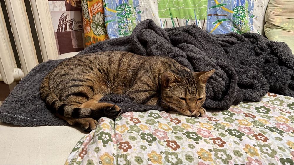 Отдам кота в добрые руки